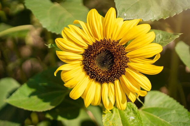 Girasole nella calda luce del tramonto