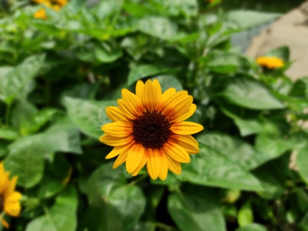 Girasole perenne in fiore nel giardino