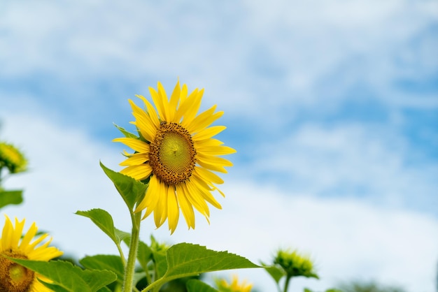 Girasole soleggiato in una giornata luminosa