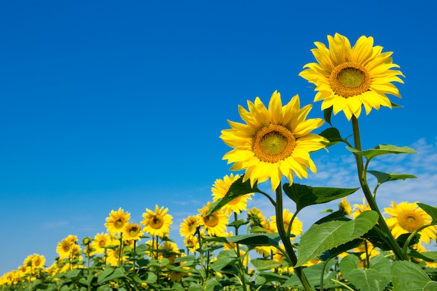 Girasole sopra cielo blu nuvoloso