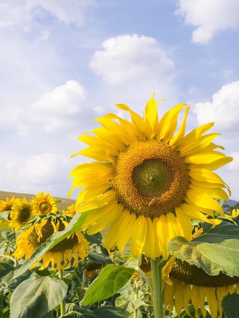 Girasole sotto il cielo blu nuvoloso