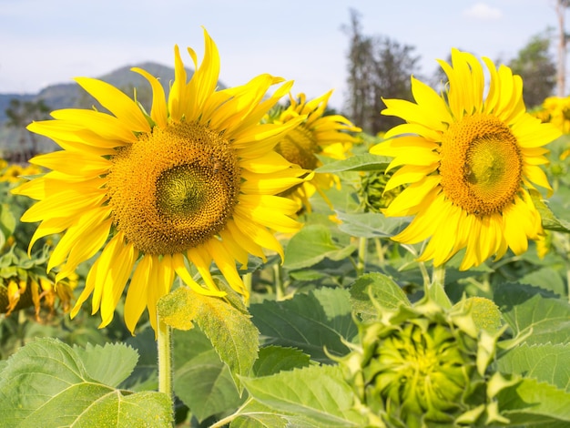 Girasole sotto il cielo blu nuvoloso