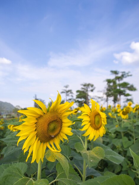 Girasole sotto il cielo blu nuvoloso