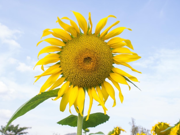 Girasole sotto il cielo blu nuvoloso