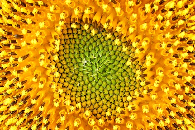 Girasole su sfondo bianco da vicino.