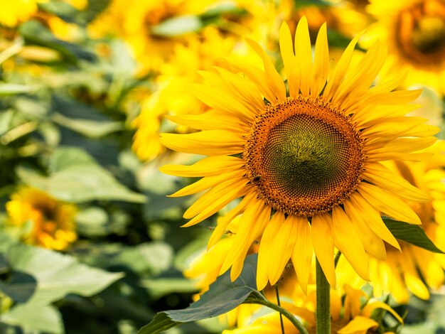 Girasole su sfondo estivo. Messa a fuoco selettiva. Sfondo del campo di girasoli. Primo piano di texture di girasole