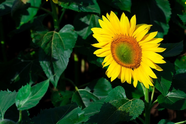 Girasole su sfondo estivo. Messa a fuoco selettiva. Sfondo del campo di girasoli. Primo piano di texture di girasole