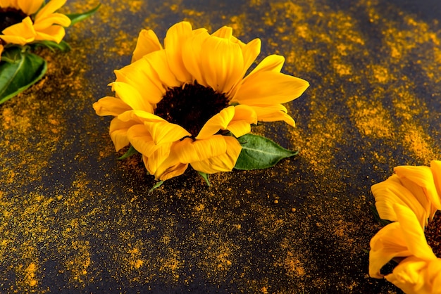 Girasole su sfondo nero con spruzzi di polvere colorati, fotografia creativa