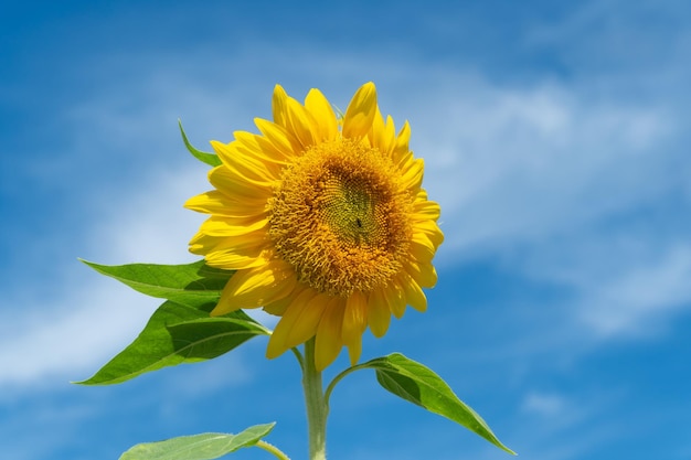 girasole sullo sfondo del cielo blu campo