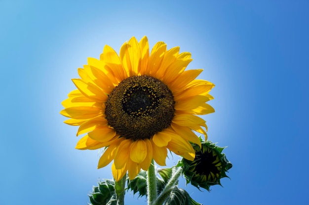 Girasole sullo sfondo del cielo blu