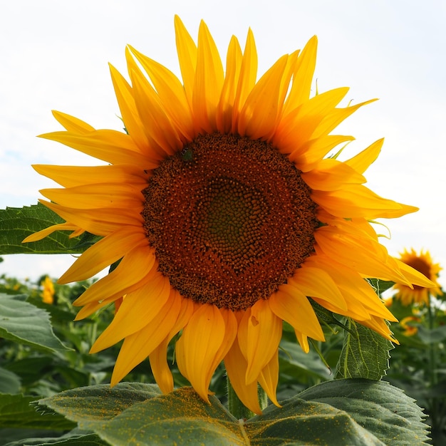 Girasole tuberoso Campo agricolo Germoglio in fiore con petali gialli Foglie pelose Un grande fiore