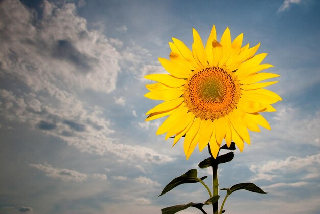 Girasole vicino Girasole in fiore Sfondo naturale C'è un posto per il testo Un sacco di spazio libero Sfondo Banner Postcard