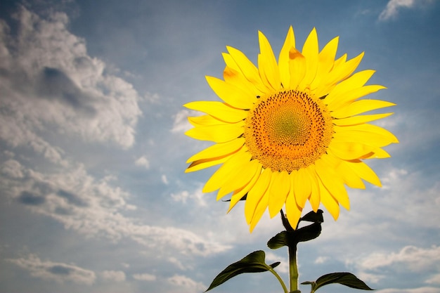 Girasole vicino Girasole in fiore Sfondo naturale C'è un posto per il testo Un sacco di spazio libero Sfondo Banner Postcard