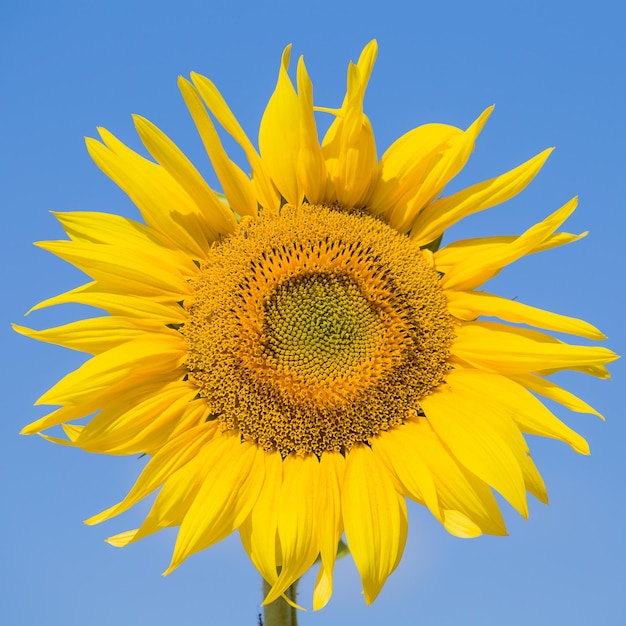 Girasole