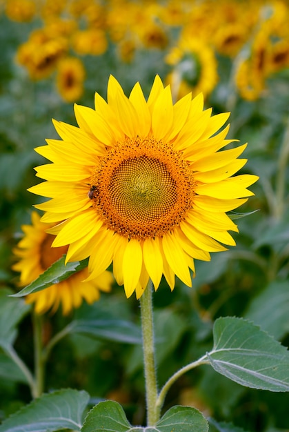 Girasole