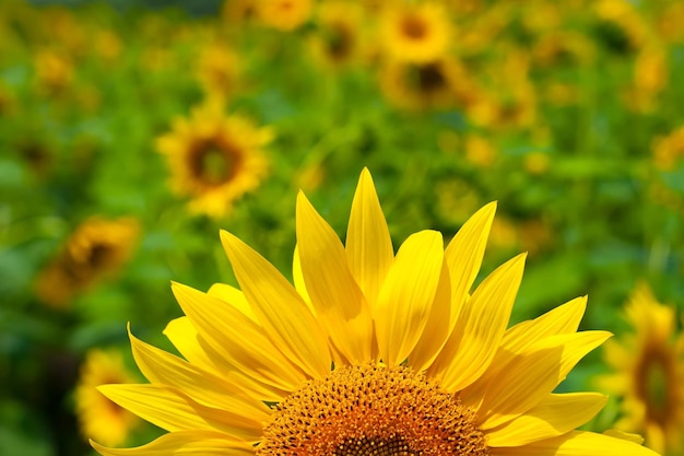 Girasole