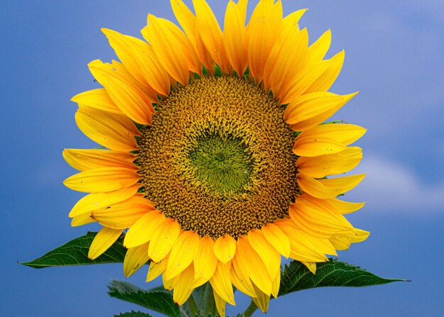 Girasole