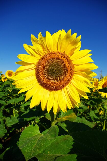 Girasole