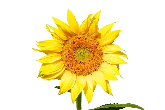 Girasole