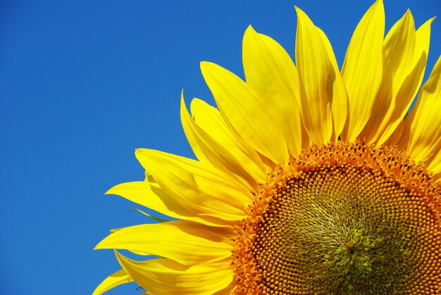 girasole