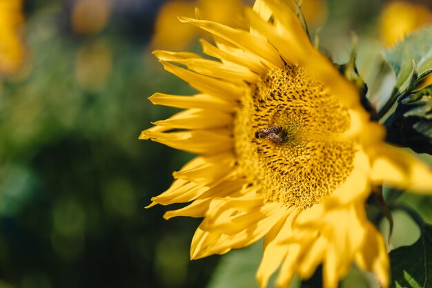 Girasoli al campo di montagna, alpino, ape