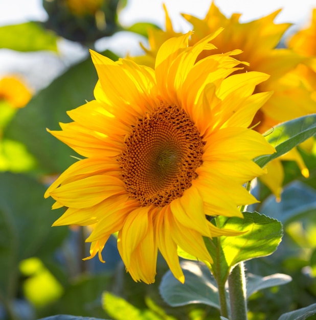 Girasoli al campo