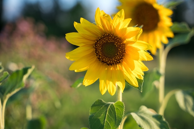 Girasoli al sole.