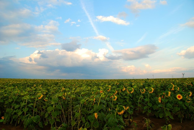 Girasoli al tramonto