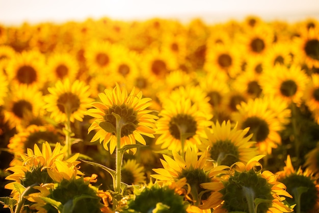 Girasoli al tramonto