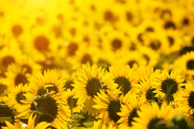 Girasoli al tramonto