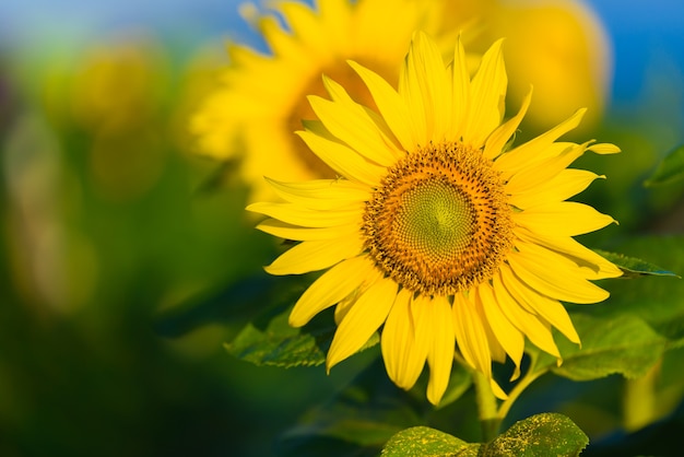 girasoli alba al mattino