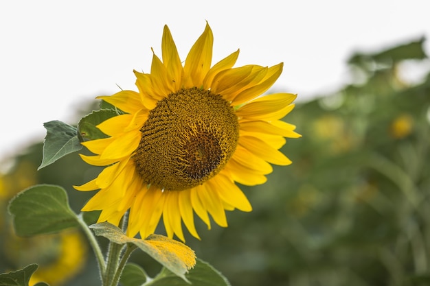 Girasoli che crescono in un campo. Sfondo naturale. Paesaggio con girasoli.