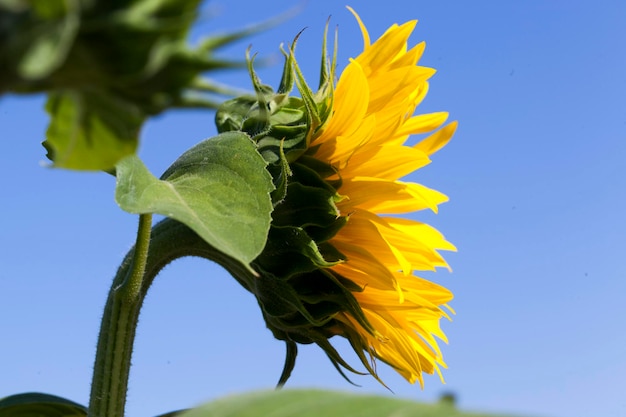 Girasoli che sbocciano in estate