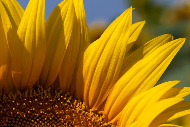 Girasoli che sbocciano in estate