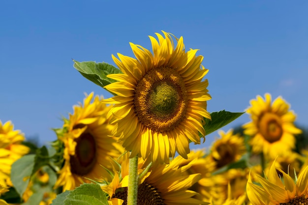 Girasoli che sbocciano in estate