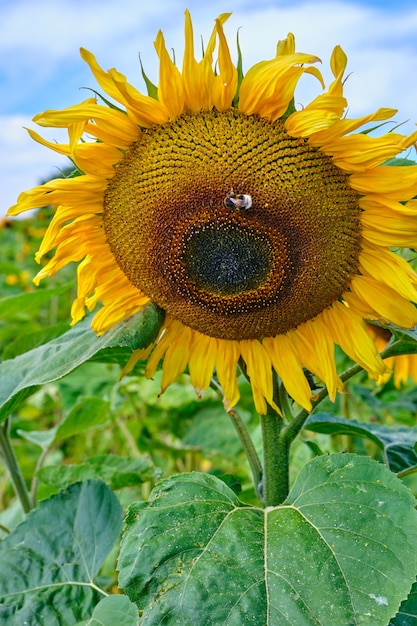 Girasoli con calabrone sullo sfondo del cielo nuvoloso