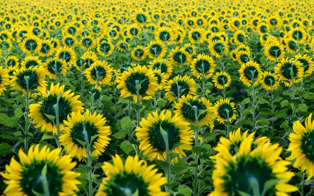 Girasoli Field Back Side a lop buri. Tailandia