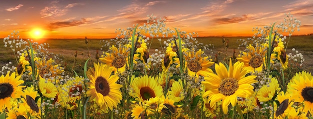 girasoli fiori camomilla e verbi lavanda ed erba sul campo di prato al tramonto