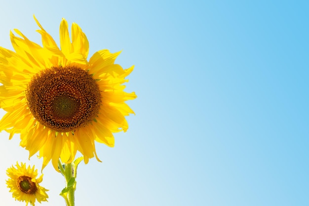 girasoli fiori disposizione piatto laici cartolina su blu