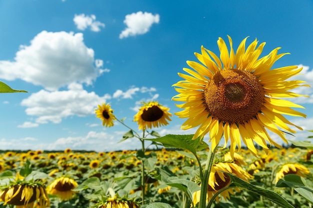 Girasoli fioriti