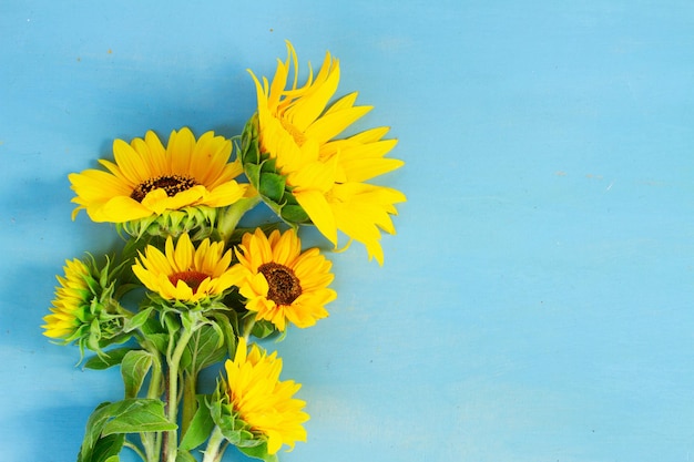 Girasoli freschi su uno sfondo di tavolo di legno blu brillante con spazio per le copie