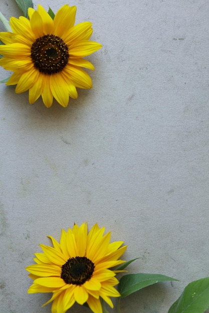 girasoli gialli brillanti che incorniciano una carta bianca color pastello