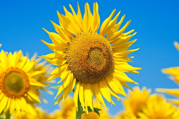 Girasoli gialli con foglie verdi contro il fondo agricolo floreale del cielo blu