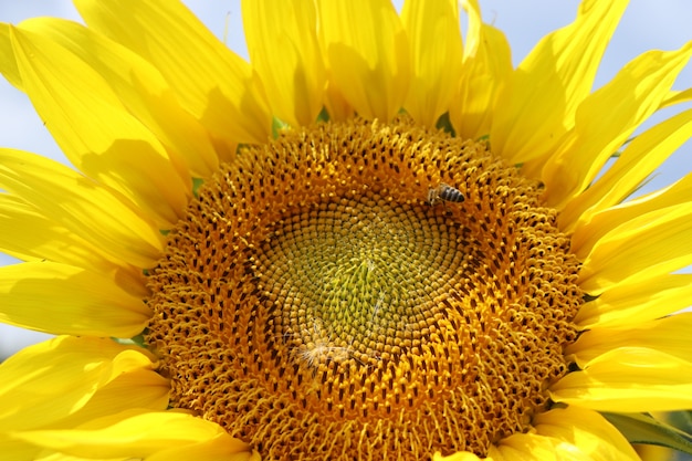 girasoli gialli in estate cielo blu e api