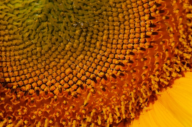 Girasoli gialli in fiore nella stagione estiva