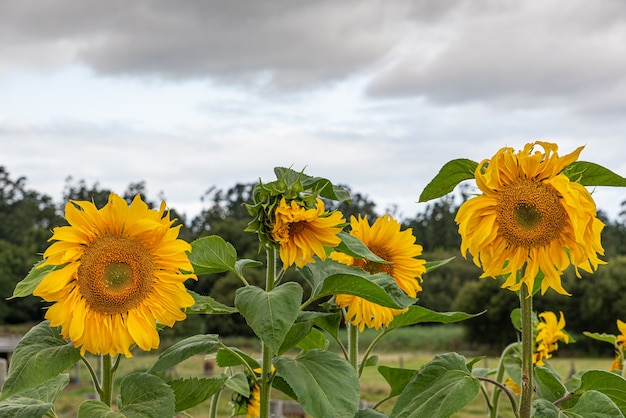 Girasoli gialli in una giornata di sole contro il campo di girasoli con cielo nuvoloso