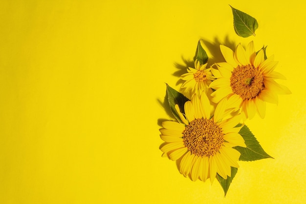 Girasoli gialli su sfondo giallo brillante. Modello di biglietto di auguri luminoso estivo, vista dall'alto