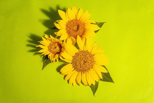 Girasoli gialli su sfondo verde brillante. Modello di biglietto di auguri luminoso estivo, vista dall'alto