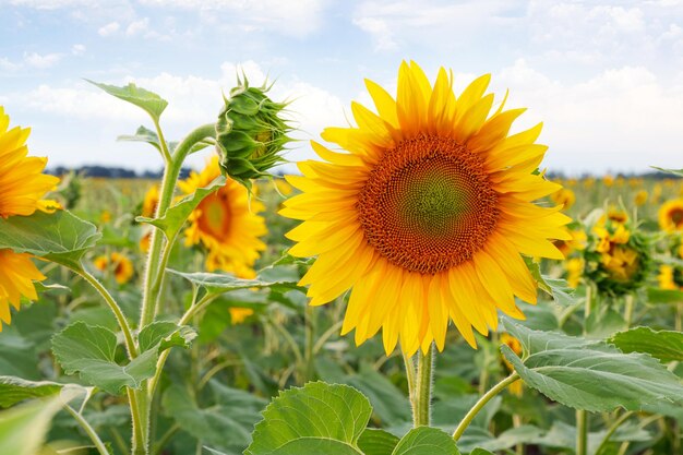 Girasoli gialli su uno sfondo di cielo blu campo verde