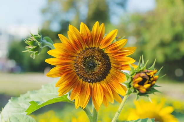 Girasoli gialli sullo sfondo del cielo estivo